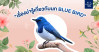 เรื่องน่ารู้เกี่ยวกับนก Blue Bird