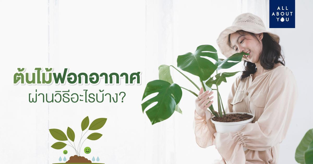 ต้นไม้ฟอกอากาศ ผ่านวิธีอะไรบ้าง? 