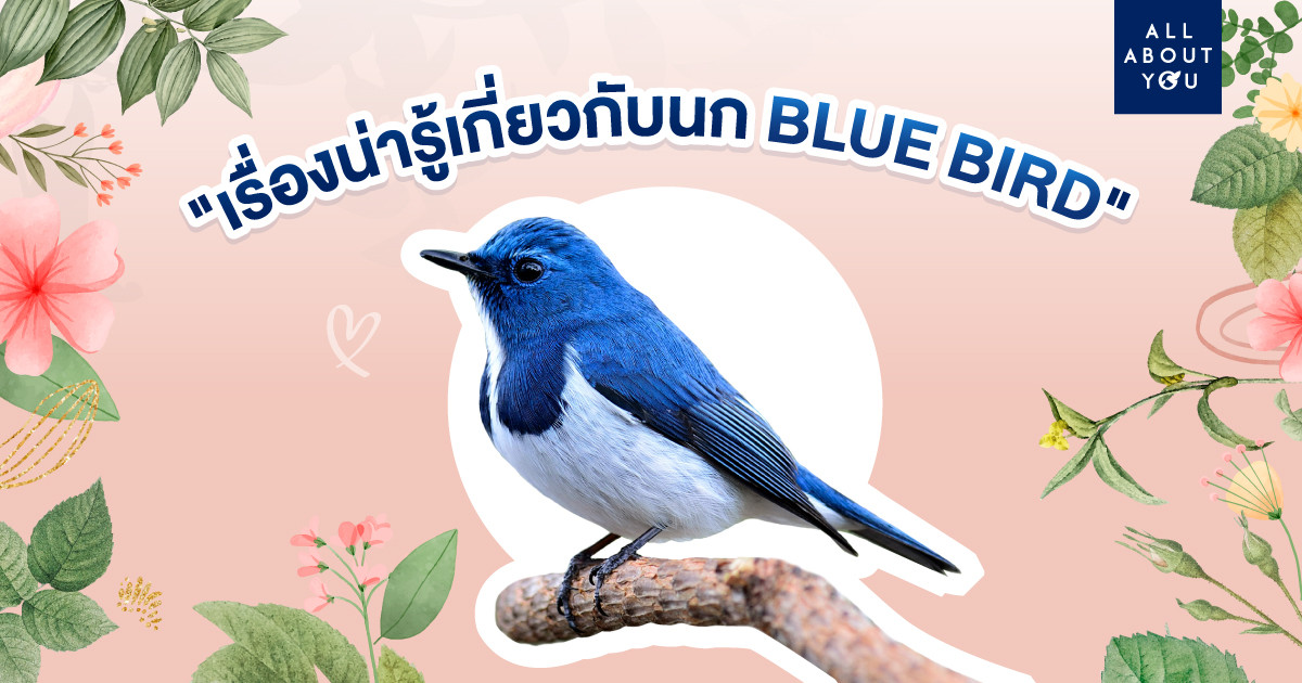 เรื่องน่ารู้เกี่ยวกับนก Blue Bird